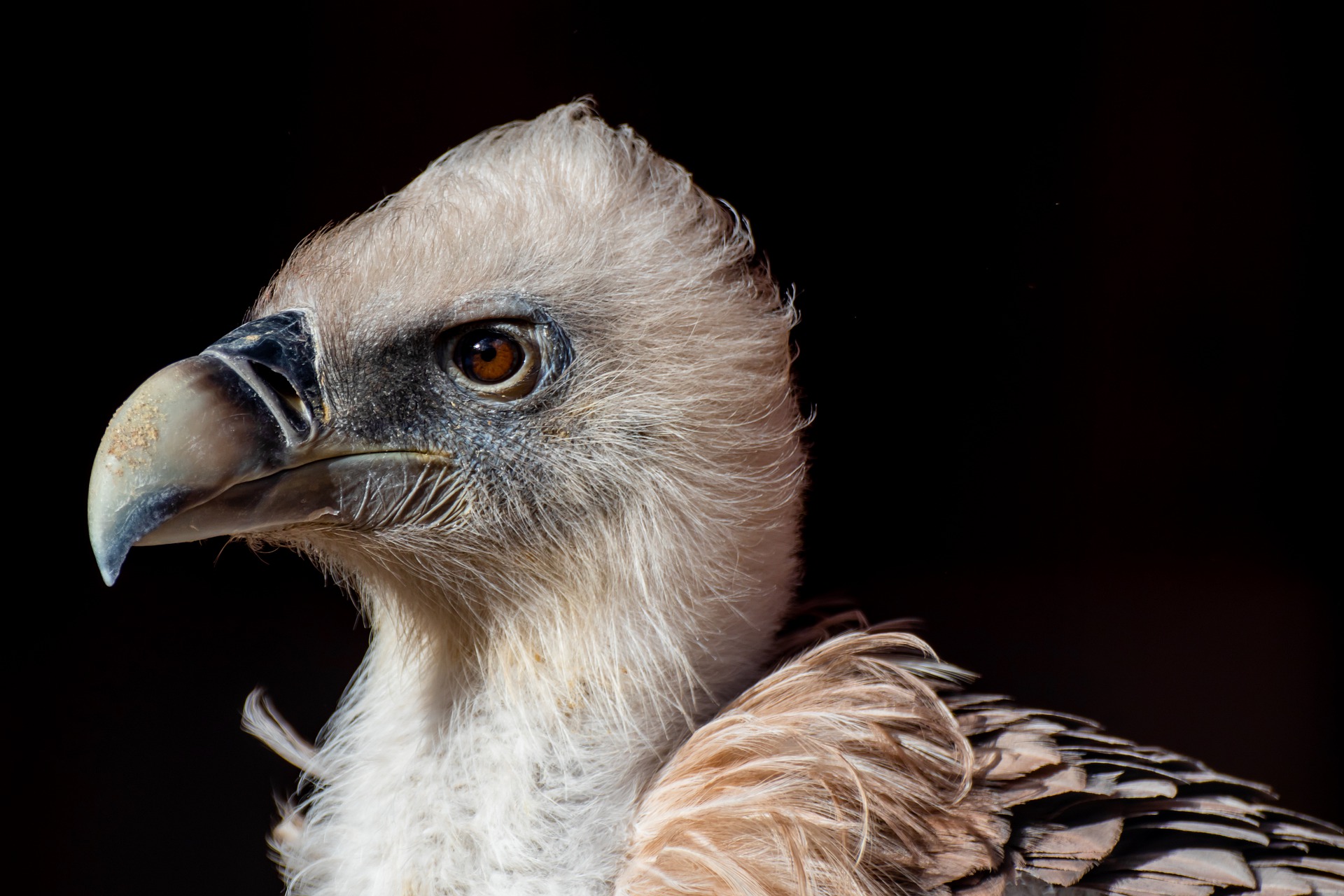 Himalayan Griffon The Largest Gyps Vulture - Treks and Trails India