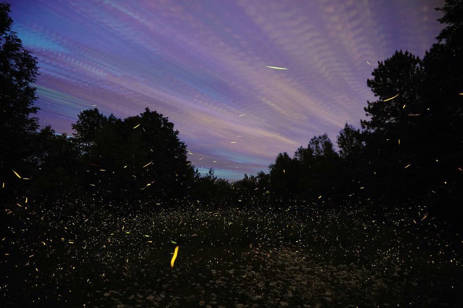 Night workers: how evolution drives the firefly dance – in