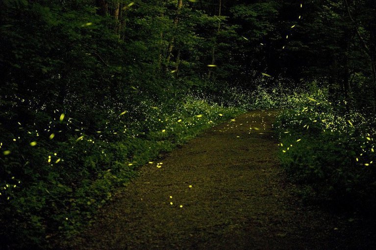Fireflies Trek