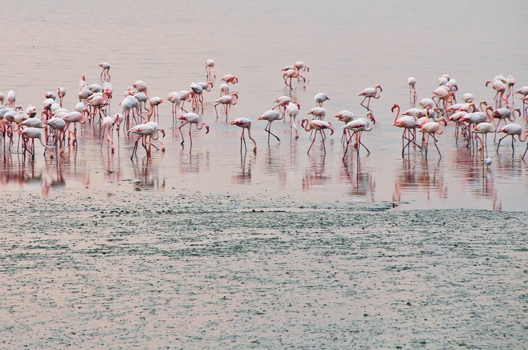 Flamingo boat safari Airoli creek - Tour